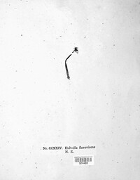 Helvella flavovirens image